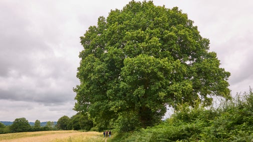 Three people walking along a path at the edge of a field, with a large oak tree on the boundary dominating the image.